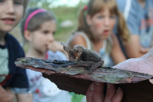 Česká společnost pro ochranu netopýrů (ČESON)