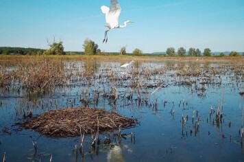 Ať ptáci zpívají i za sto let